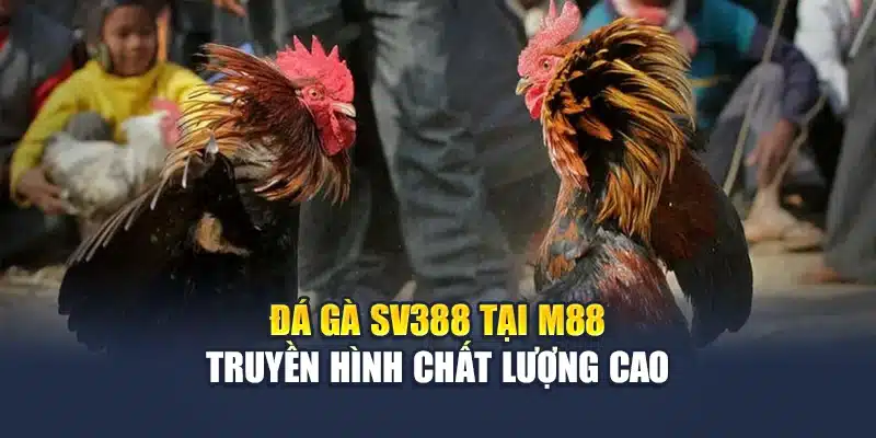 Đá Gà Sv388 Chất Lượng Cao, Kèo Trực Tiếp Rõ Ràng Tại M88 1 Đá gà SV388 tại M88 truyền hình chất lượng cao