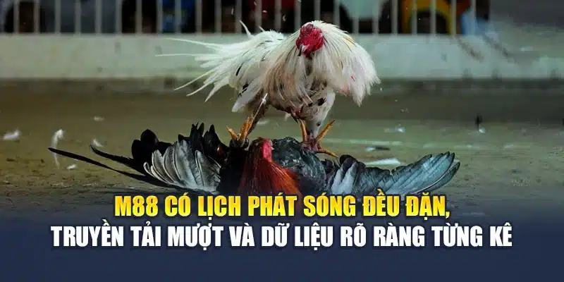 Đá Gà Mộc Bài Phát Sóng Ổn Định, Cược Rõ Ràng Tại M88 1 M88 có lịch phát sóng đều đặn, truyền tải mượt và dữ liệu rõ ràng từng kê
